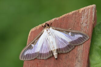 Moths | Somerset Wildlife Trust